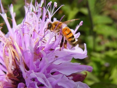 みつばちの好きな花 蜜源 花粉源植物 花を増やそう みつばち百花