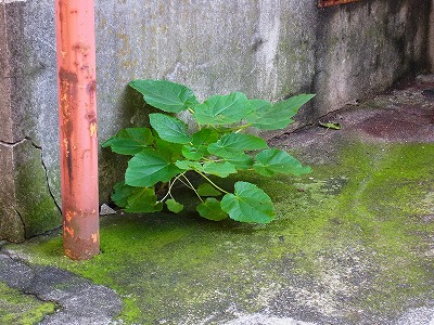 RIMG0127.jpg