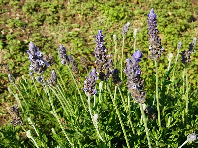 RIMG0142.jpg