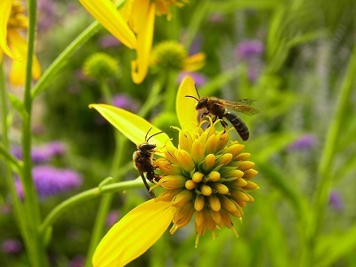 みつばちの好きな花 蜜源 花粉源植物 花を増やそう みつばち百花