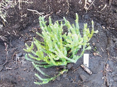 RIMG0162.jpg