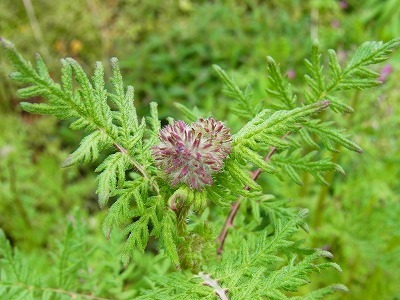 RIMG0165.jpg