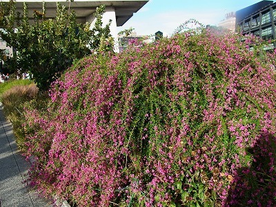 RIMG0171.jpg