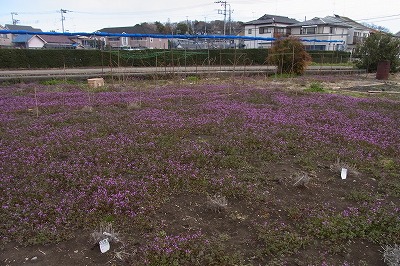RIMG0174.jpg