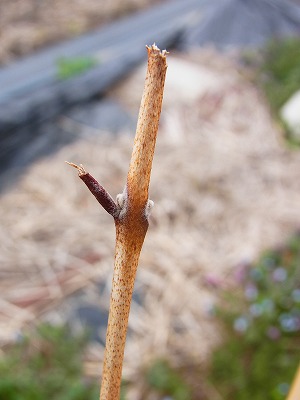 RIMG0179.jpg