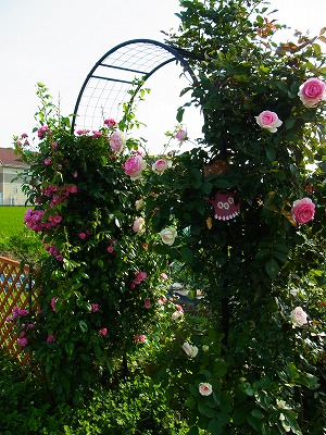RIMG0204.jpg