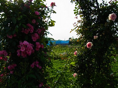 RIMG0206.jpg