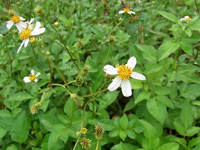 RIMG0215.jpg