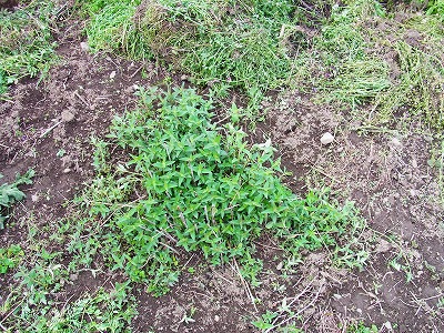 RIMG0238.jpg