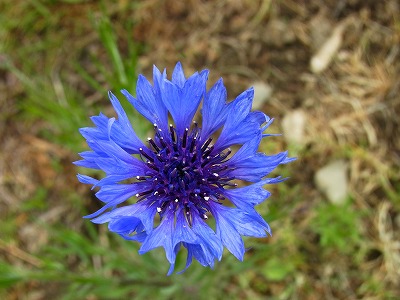 RIMG0256.jpg