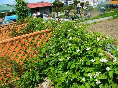RIMG0274.jpg