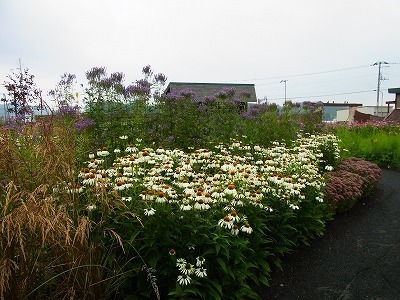 RIMG0285.jpg