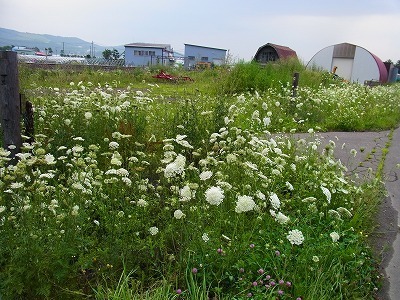 RIMG0316.jpg