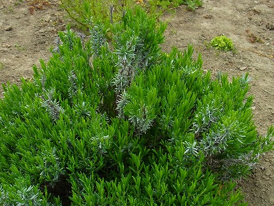 RIMG0412.jpg