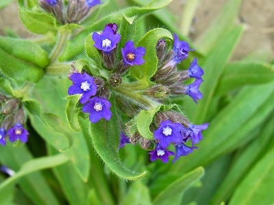 RIMG0419.jpg