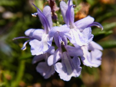 RIMG0441.jpg