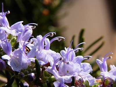 RIMG0449.jpg