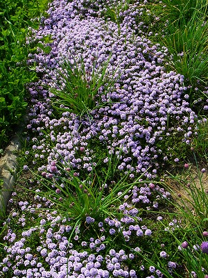 RIMG0461.jpg