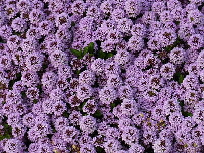 RIMG0490.jpg