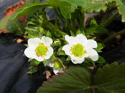 RIMG0491.jpg
