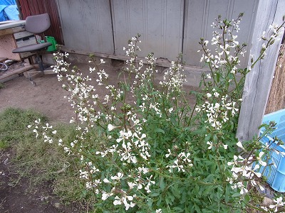 RIMG0511.jpg