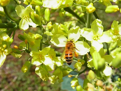 RIMG0515.jpg