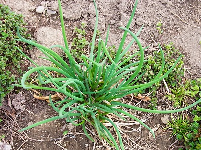 RIMG0515.jpg