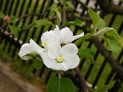 RIMG0517.jpg
