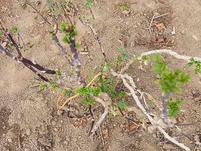 RIMG0518.jpg