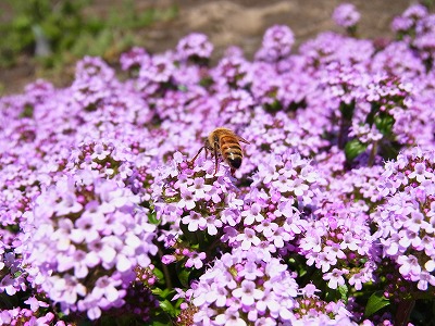 RIMG0568.jpg