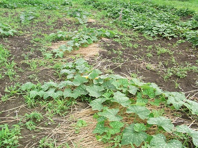 RIMG0723.jpg
