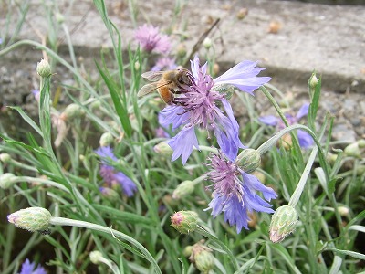 RIMG0731.jpg