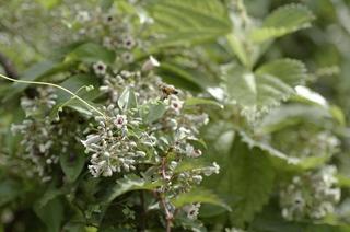 _IGP3883 - Rs[.JPG