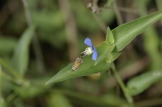 _IGP3901 - Rs[.JPG