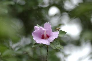 _IGP4040 - Rs[.JPG