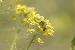 _IGP6144 - Rs[.JPG