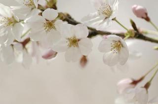 _IGP7155 - Rs[.JPG