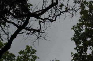 _IGP7893 - Rs[.JPG