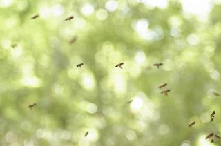_IGP8273 - Rs[.JPG