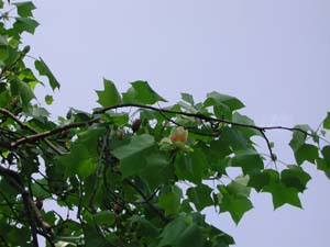Fi1276167_2e