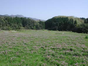 Fi1295149_1e
