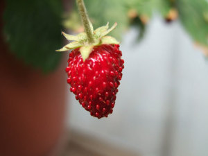 Fi1523509_2e