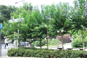 Fi1653420_2e