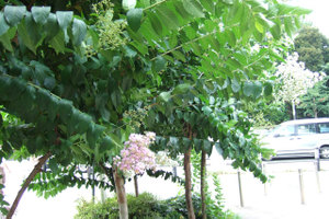 Fi1653420_3e