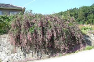 Fi1895414_0e