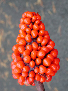 Fi1900256_3e
