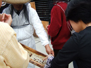 Fi2008161_4e
