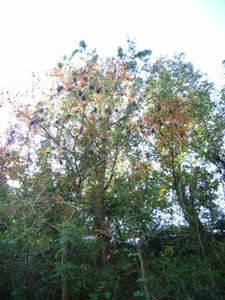 Fi2060427_3e