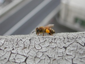 Fi2072838_0e