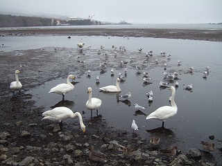 Fi2621352_4e